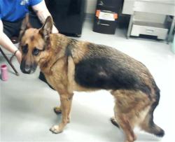 Shelter Stray Male Dog last seen Near BLOCK BRAGG BLVD, FAYETTEVILLE NC 28303, 4704 Corporation Dr, Fayetteville, NC 28306, USA