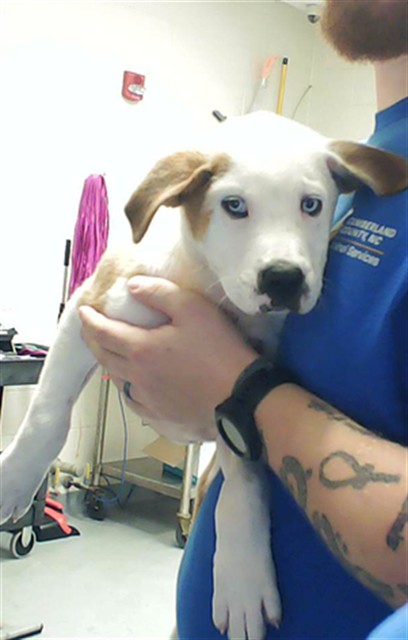 Shelter Stray Male Dog last seen Near BLOCK LEGION RD, FAYETTEVILLE NC 28306, 4704 Corporation Dr, Fayetteville, NC 28306, USA