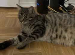 Reunited Female Cat last seen Meridian and Raymond, Indianapolis, IN 46225