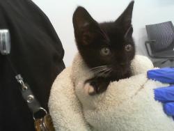 Shelter Stray Male Cat last seen CHARLOTTE, 8315 Byrum Dr, Charlotte, NC 28217, USA