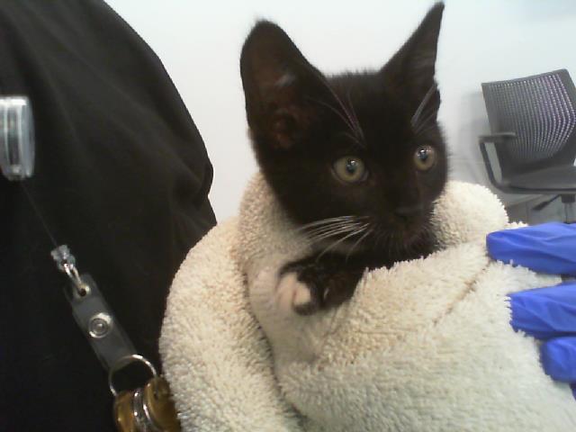 Shelter Stray Male Cat last seen CHARLOTTE, 8315 Byrum Dr, Charlotte, NC 28217, USA