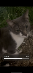 Found/Stray Female Cat last seen Alexandra park, Toronto, ON M5T 0E6