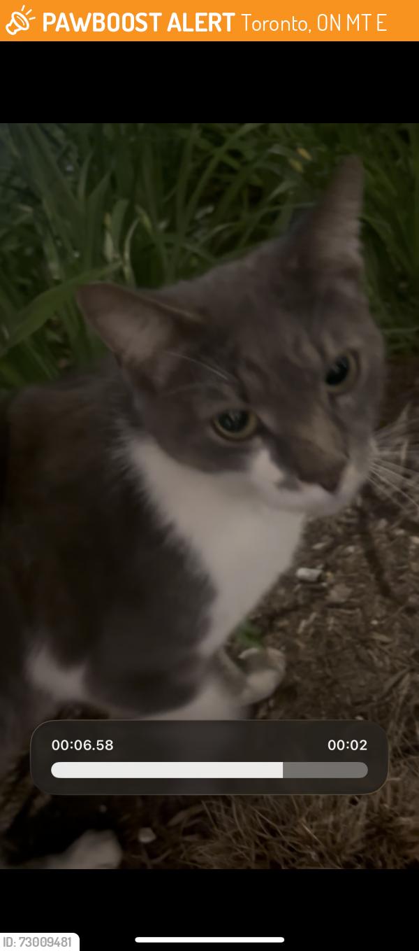 Found/Stray Female Cat last seen Alexandra park, Toronto, ON M5T 0E6