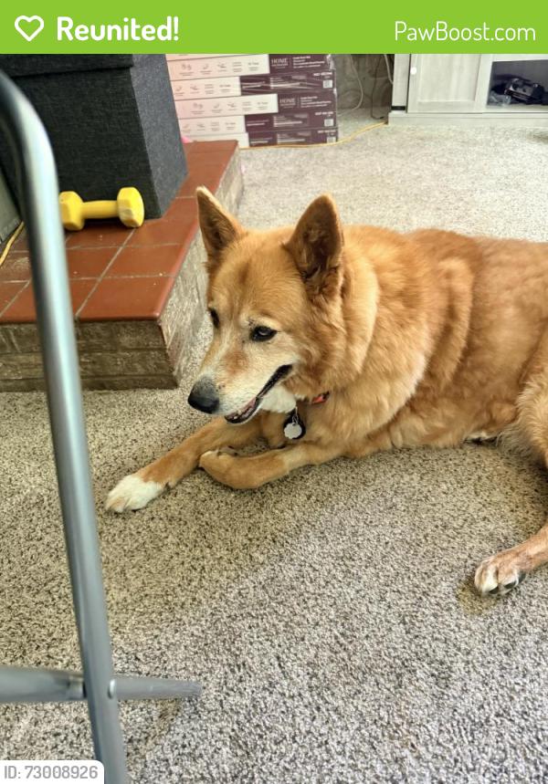 Reunited Female Dog last seen Curley Ln Seymour TN, Seymour, TN 37865