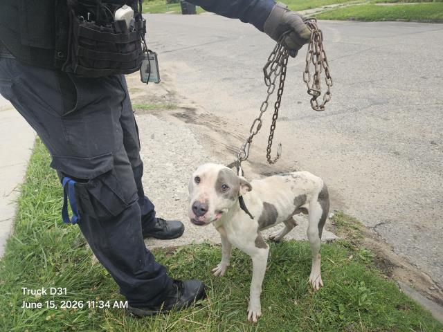 Shelter Stray Male Dog last seen Near BLOCK ROSELAWN ST, DETROIT, MI 48204, 7401 Chrysler Dr, Detroit, MI 48211, USA