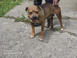 Shelter Stray Male Dog last seen Near BLOCK ROSELAWN ST, DETROIT, MI 48204, 7401 Chrysler Dr, Detroit, MI 48211, USA