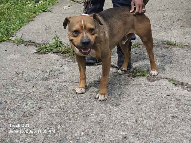 Shelter Stray Male Dog last seen Near BLOCK ROSELAWN ST, DETROIT, MI 48204, 7401 Chrysler Dr, Detroit, MI 48211, USA