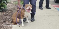 Shelter Stray Female Dog last seen Near BLOCK MEYERS RD, DETROIT MI 48221, 7401 Chrysler Dr, Detroit, MI 48211, USA