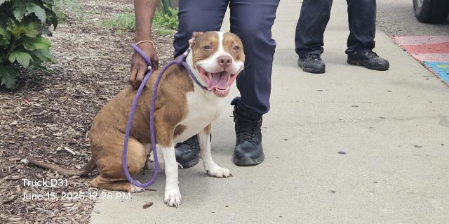 Shelter Stray Female Dog last seen Near BLOCK MEYERS RD, DETROIT MI 48221, 7401 Chrysler Dr, Detroit, MI 48211, USA