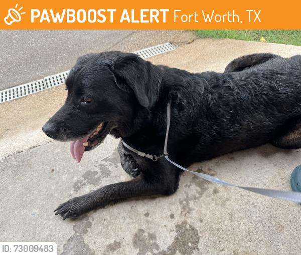 Found/Stray Male Dog last seen River Oaks Blvd and quail Trail, Fort Worth, TX 76114