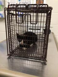 Shelter Stray Unknown Cat last seen Near BLOCK CROWN PRINCE BLVD (SW), 12155 Park Blvd, Brighton, CO 80601, USA