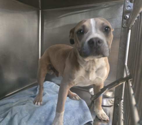 Shelter Stray Male Dog last seen , 957 N Gaffey St, San Pedro, CA 90731, USA