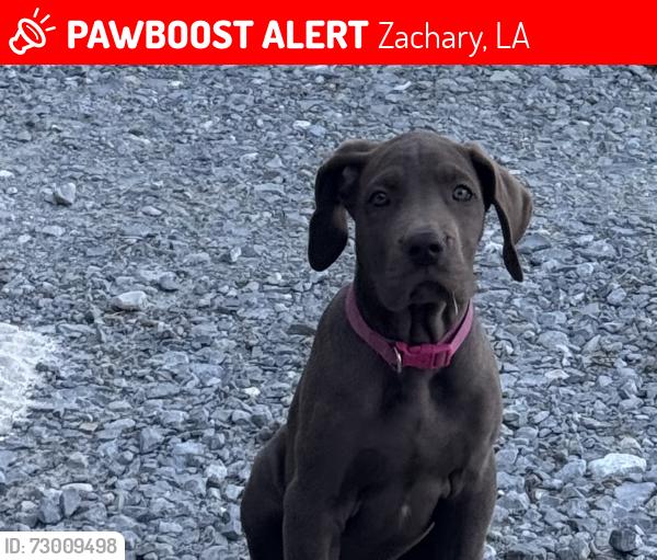 Lost Female Dog last seen Near Zachary LA 70791 Estados Unidos, Zachary, LA 70791