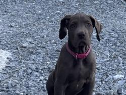 Lost Female Dog last seen Near Zachary LA 70791 Estados Unidos, Zachary, LA 70791