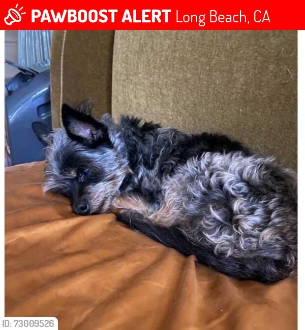 Lost Female Dog last seen Near E Ocean Blvd Long Beach, CA  90803 United States, Long Beach, CA 90803