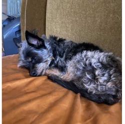 Lost Female Dog last seen Near E Ocean Blvd Long Beach, CA  90803 United States, Long Beach, CA 90803
