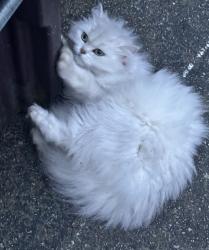 Reunited Unknown Cat last seen In my garage, Weymouth, MA 02190