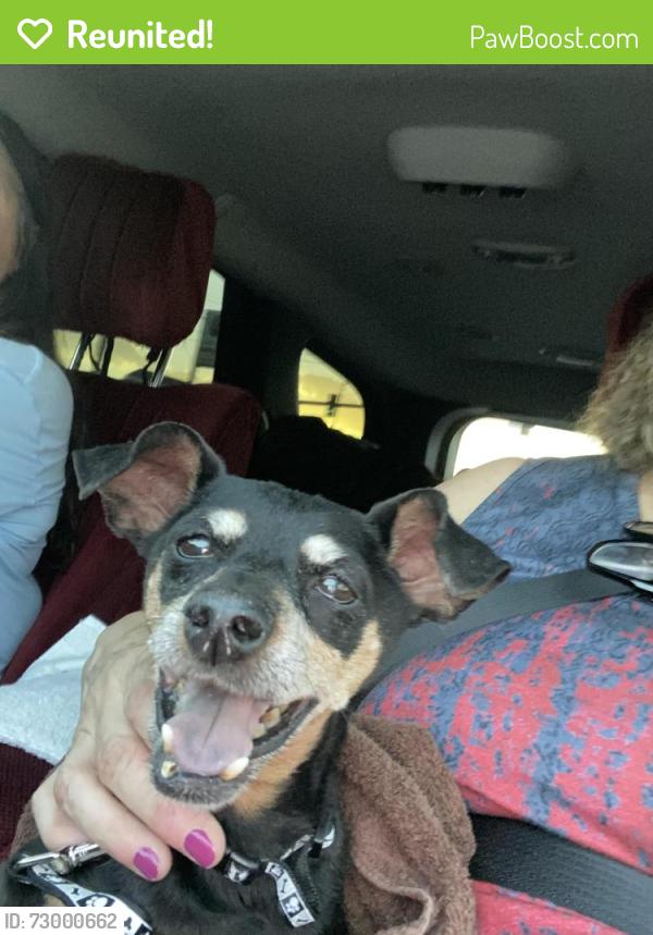 Reunited Female Dog last seen Aliante and Elkhorn, North Las Vegas, NV 89084
