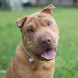 Shelter Stray Male Dog last seen O CONNOR RD & INDEPENDENCE AVE, 4710 TX-151, San Antonio, TX 78227, USA