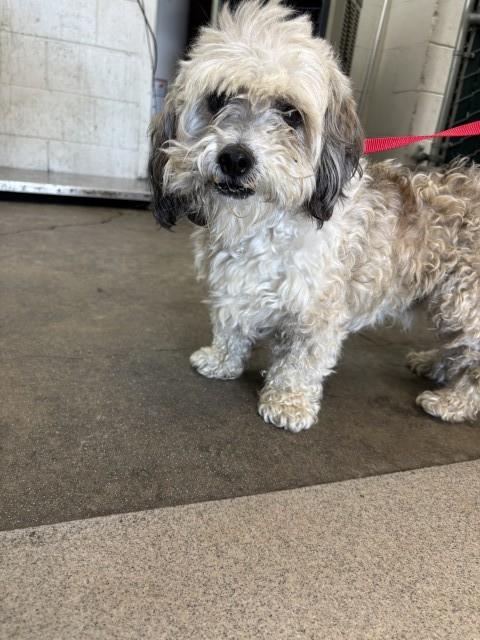 Shelter Stray Male Dog last seen PALMETTO/ARROW, 333 Chandler Pl, San Bernardino, CA 92408, USA