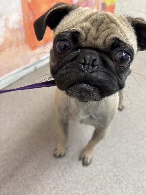 Shelter Stray Female Dog last seen S 7TH X W M ST, 333 Chandler Pl, San Bernardino, CA 92408, USA