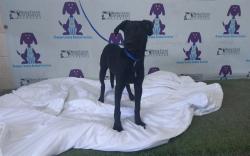 Shelter Stray Female Dog last seen , 2769 Conroy Rd, Orlando, FL 32839, USA
