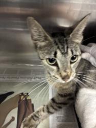 Shelter Stray Female Cat last seen , 11361 W Pico Blvd, Los Angeles, CA 90064, USA