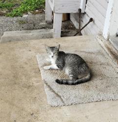 Shelter Stray Female Cat last seen Near BLOCK RIGSBY AVE, 4710 TX-151, San Antonio, TX 78227, USA