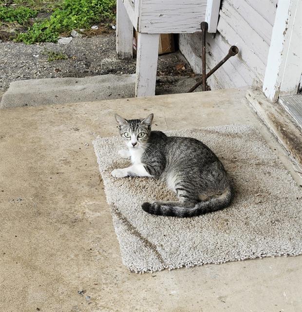 Shelter Stray Female Cat last seen Near BLOCK RIGSBY AVE, 4710 TX-151, San Antonio, TX 78227, USA