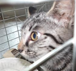 Shelter Stray Female Cat last seen , 11361 W Pico Blvd, Los Angeles, CA 90064, USA