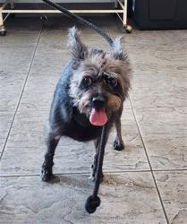 Shelter Stray Female Dog last seen , 11361 W Pico Blvd, Los Angeles, CA 90064, USA