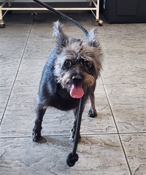 Shelter Stray Female Dog last seen , 11361 W Pico Blvd, Los Angeles, CA 90064, USA