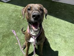 Shelter Stray Male Dog last seen , 1850 W 60th St, Los Angeles, CA 90047, USA
