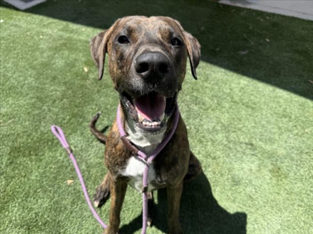 Shelter Stray Male Dog last seen , 1850 W 60th St, Los Angeles, CA 90047, USA