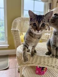 Reunited Female Cat last seen Harrison Blvd, Chesapeake Beach, MD 20732