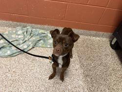 Shelter Stray Male Dog last seen Near BLOCK W 28TH ST, PUEBLO CO 81003, 4600 Eagleridge Pl, Pueblo, CO 81008, USA