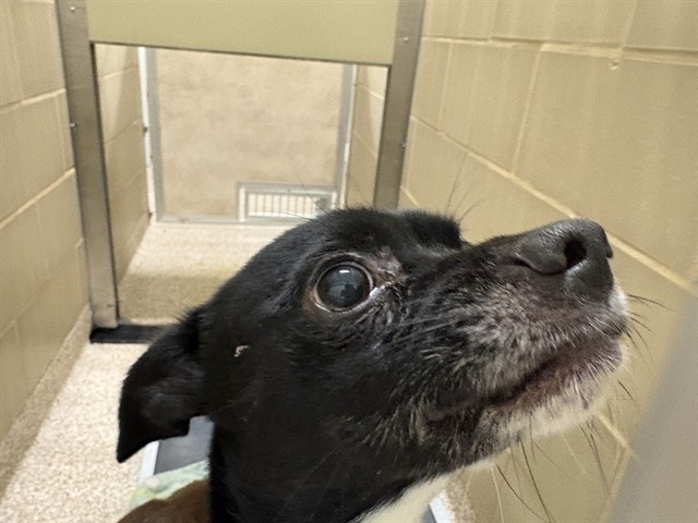 Shelter Stray Male Dog last seen Near BLOCK W 28TH ST, PUEBLO CO 81003, 4600 Eagleridge Pl, Pueblo, CO 81008, USA