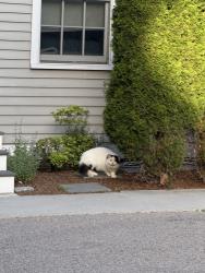 Lost Female Cat last seen Manchester rd, Brookline, MA 02446