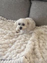 Lost Male Dog last seen Near W Westport St, Wichita, KS 67212