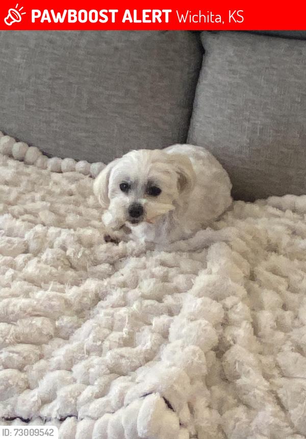 Lost Male Dog last seen Near W Westport St, Wichita, KS 67212