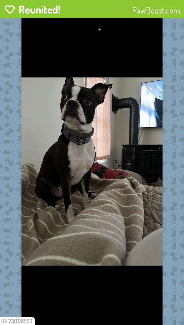 Reunited Female Dog last seen Spot on Networks , North Haven, CT 06473