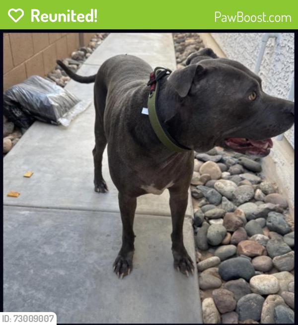 Reunited Unknown Dog last seen 87th Ave Missouri , Glendale, AZ 85033