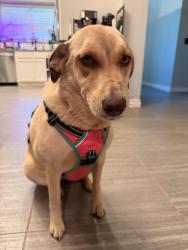 Lost Female Dog last seen Valencia Neighborhood, Edmond, OK 73012