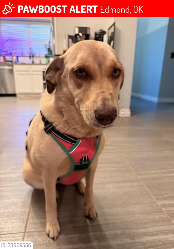 Lost Female Dog last seen Valencia Neighborhood, Edmond, OK 73012