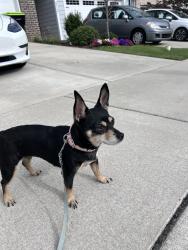 Found/Stray Female Dog last seen North Salem street - Towns of North Salem, Apex, NC 27523