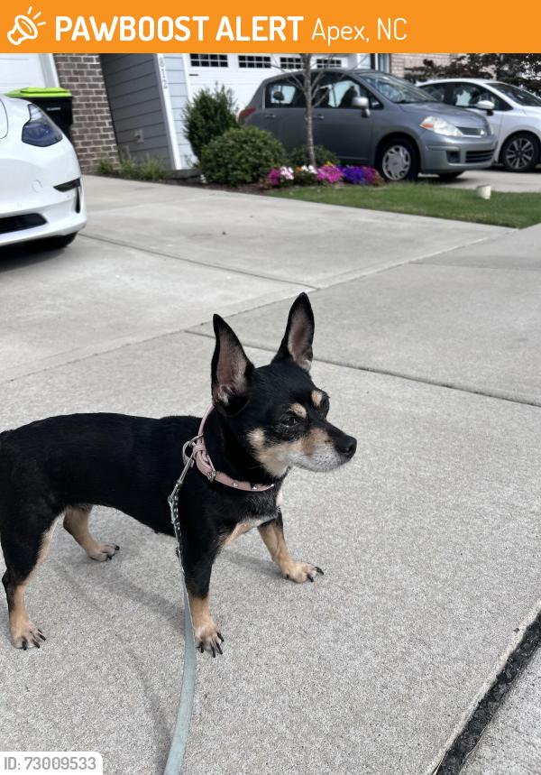 Found/Stray Female Dog last seen North Salem street - Towns of North Salem, Apex, NC 27523