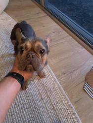 Reunited Female Dog last seen 4th and South lakeside drive , Lake Worth Beach, FL 33460