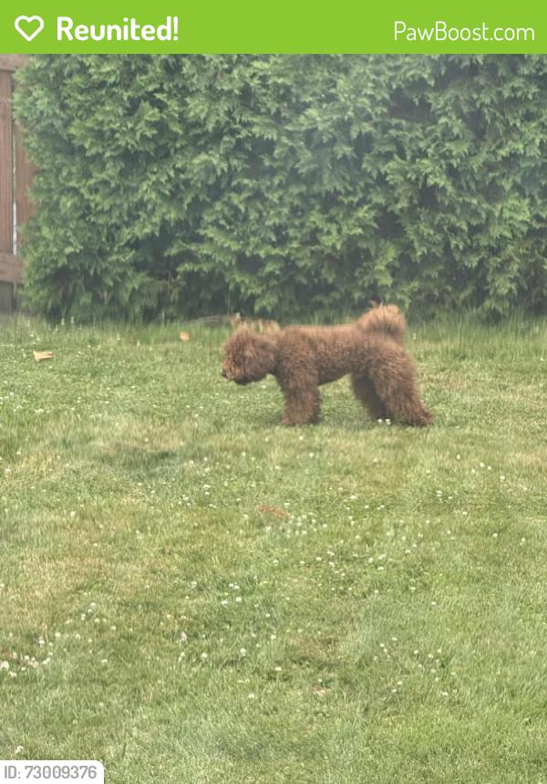 Reunited Male Dog last seen 18th & Livingston West End Allentown , Allentown, PA 18104