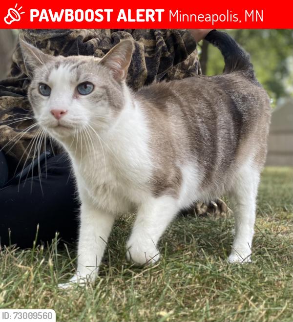Lost Male Cat last seen 16th & Jersey, Minneapolis, MN 55426