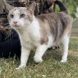Lost Male Cat last seen 16th & Jersey, Minneapolis, MN 55426